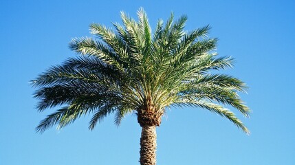 Aufkleber - Swaying gently in a warm breeze, the palm tree reaches for the clear blue sky. Its fronds flutter softly, capturing the essence of a perfect day full of sunshine and peace