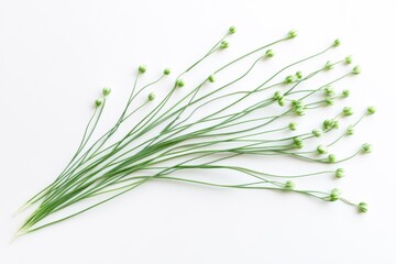 Wall Mural - Ultra-realistic UHD photo of chive microgreens, minimalist style, green and white colors, healthy food concept