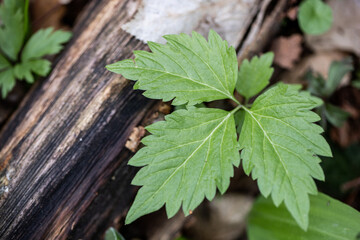 Green leaf near the tree. Natural background. 