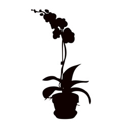 Wall Mural - orchid silhouette on white background vector