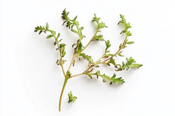 Wall Mural - Ultra-realistic UHD photo of yarrow microgreens, isolated on white background, nutritional concept