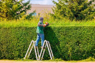 caucasian male gardener in astana trimming hedge on ladder in a beautiful garden
