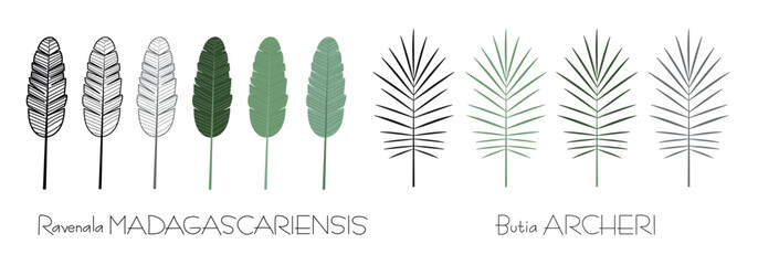 Colorful graphic elements for illustration and design, palm leaf, Ravenala madagascariensis, Butia archeri, sketching