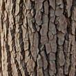 © Gerald - Intricate walnut tree bark texture, with diamond patterns and pronounced fissures, revealing the rugged natural beauty