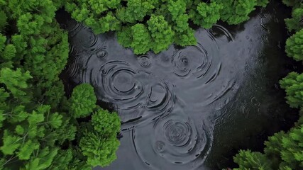 Poster - Aerial view of rain creating concentric circles on the dark surface of a small pond surrounded by lush green trees in a forest, offering a tranquil and mesmerizing natural scene