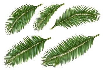 Wall Mural - 4 vector images of green palm leaves on a white background