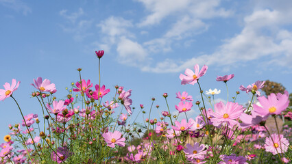 Wall Mural - Cosmos flower blossom in garden with blue sky background.