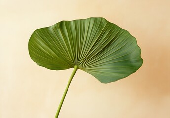 Wall Mural - A vibrant green palm leaf isolated on a  white background