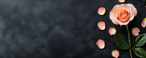 Wall Mural - Rose in minimal Valentine's day background. A pink rose with petals on a dark surface backdrop.