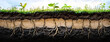 © Prasanth - Panorama of soil layers cross section. Roots penetrate various soil types. Visible layers show earth structure. Plants grow on top soil. Dry earth areas deep cracks. Natural environment. Natural
