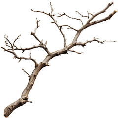 a bare tree branch with no leaves.