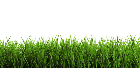 Wall Mural - lawn on white. green grass. a fresh spring green grass on white.
