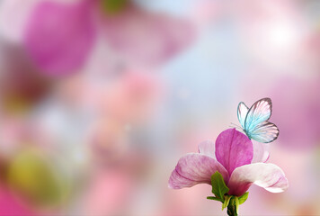 Wall Mural - spring background with blooming pink magnolia flowers and flying butterfly.