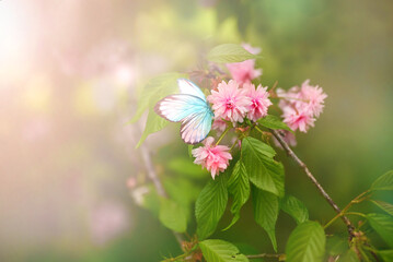 Wall Mural - spring background with blooming pink flowers and flying butterfly.
