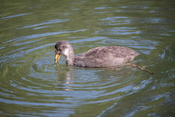 Wall Mural - young moorhen swimming in the water 