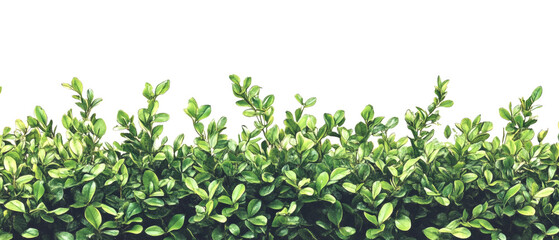 Poster - A dense mass of vibrant green leaves and stems creates a rich natural border against a black background.