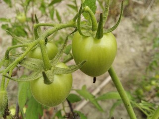 Wall Mural - Organic Solanum lycopersicum tomato tree plants