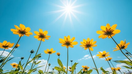 Poster - Vibrant Yellow Flowers Under a Bright Summer Sun