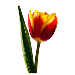 Wall Mural - red yellow tulip