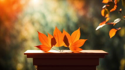 Wall Mural - The leaves cast a shadow on the bright orange studio podium. Sunlight penetrates through the foliage. Gentle bokeh effect. A photo with a place to copy it.