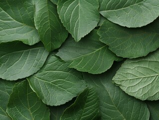 Poster - Eco-Chic Botanical Textures Vibrant Green Leaves Intertwined for Biophilic Design - Fresh, Sustainable Visuals for Office Decor and Digital Wellness Branding