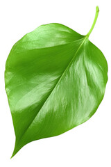 Poster - Green leaf isolated on black background showcasing natural beauty and intricate details of its texture isolated on transparent background.