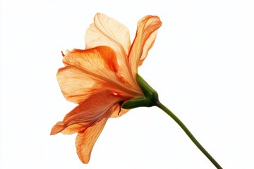 Poster - Elegant azalea bloom showcasing delicate petals in vibrant orange hues against a minimalistic white backdrop perfect for design projects