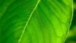 © KWY - a close up of a large green leaf