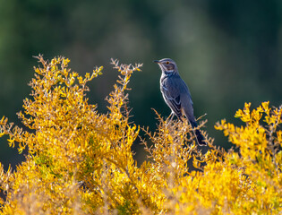 Wall Mural - Autumn Sage Thrasher