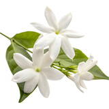 jasmine flower on transparent background