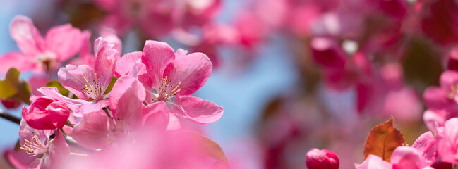 Wall Mural - Vibrant Pink Blossoms Against a Clear Blue Sky in Springtime