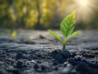 Wall Mural - A small green plant is growing in the dirt. The plant is surrounded by rocks and dirt, and it is the only plant in the area. Concept of growth and resilience