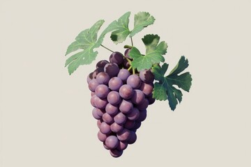 Poster - A bunch of ripe, dark purple grapes hanging from a vine with vibrant green leaves.
