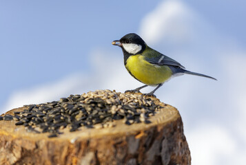 Wall Mural - bird feeding on a bird feeder with sunflower seeds. Great tit