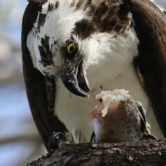 Wall Mural - Osprey With Fresh Fish Catch Everglades Florida