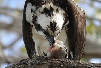 Wall Mural - Osprey Eating Shredding Freshly Caught Fish 