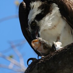 Wall Mural - Osprey With Fresh Fish Catch Everglades Florida