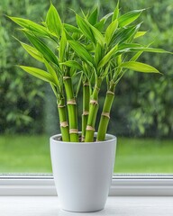 Wall Mural - a vibrant green plant with bamboo-like stalks arranged in a sleek white pot, set against a blurred o