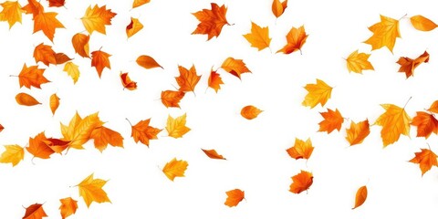 Wall Mural - Falling, flying dry autumn leaves in various shades of orange and brown, isolated on a white background, flying, orange