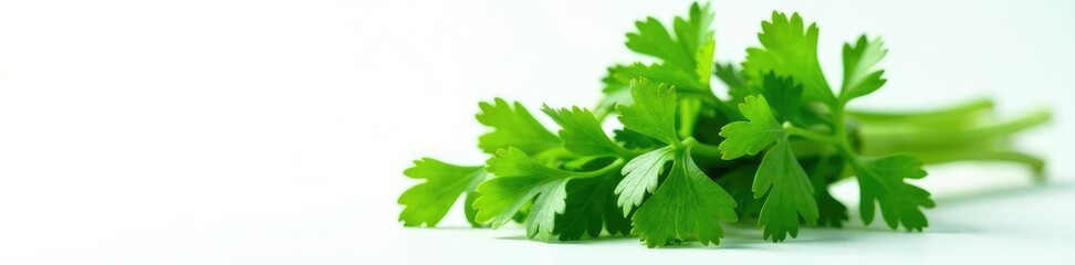 Fresh cilantro bunch with stems on white background, botanical, foliage