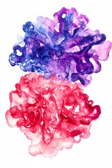 Poster - Two flowers with purple and red petals