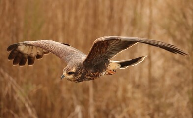 Wall Mural - Endangered Snail Kite Evolutionary Wonder Florida