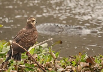 Wall Mural - Endangered Snail Kite Evolutionary Wonder Florida