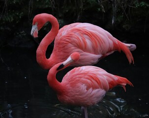 Wall Mural - Gorgeous Pink Flamingoes FLamingos Homosassa Springs Florida Native Species