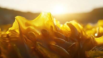 Wall Mural - Golden seaweed illuminated by sunset, close-up view.