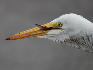 Wall Mural - Great Egret Fish Catch Swallow Paynes Prairie Florida