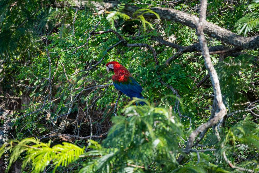 Roter Ara auf einem Ast im Regenwald von Iguazú