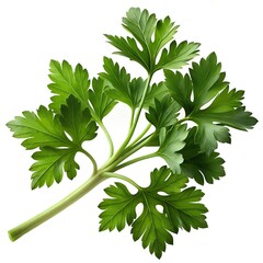 Wall Mural - 3d rendering parsley, white background