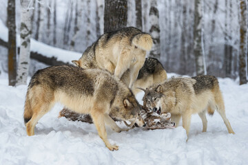 Wall Mural - grey wolf (canis lupus) pack piles on and chews on ears of dead white-tail deer winter