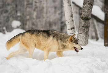 Wall Mural - grey wolf (canis lupus) moves right through snow in birch forest winter